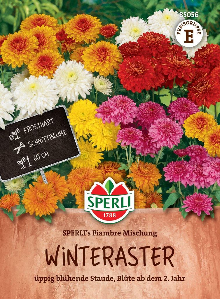 SPERLI Winterasternsamen Fiambre Chrysanthemum indicum 100 Produktbild 