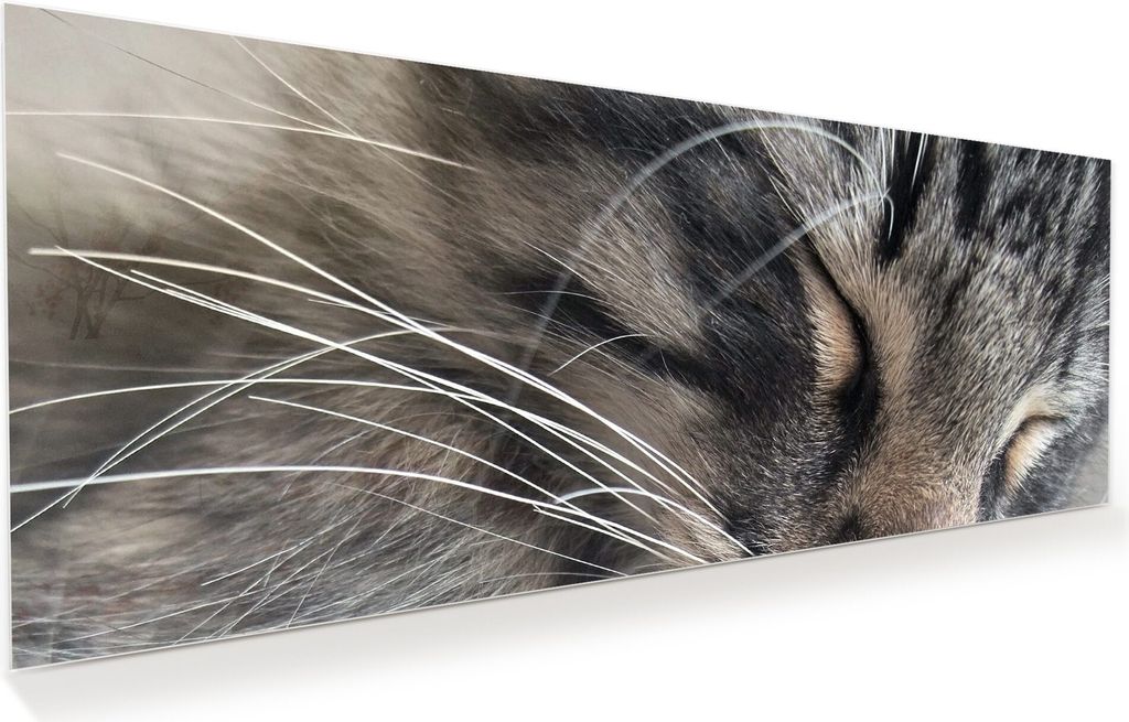 Glasbild Wandbild Waldkatze 100x40cm in XXL für Wohnzimmer, Schlafzimmer, Badezimmer, Flur
