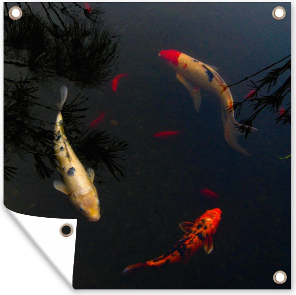 MuchoWow 50x50 cm Outdoor-Poster Gartendeko Sichtschutz Garten Poster für den Garten Eine Gruppe von Koi-Karpfen, die im Kreis schwimmen