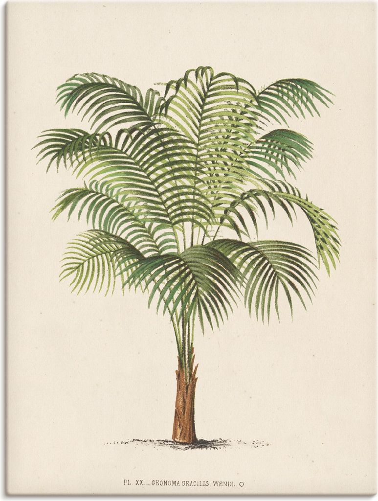 ARTland Leinwandbild Palme II Größe: 90x120 cm