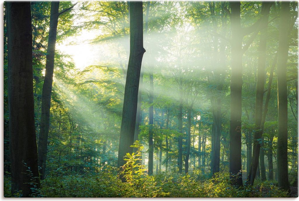 ARTland Leinwandbild Licht im Wald Größe: 120x80 cm