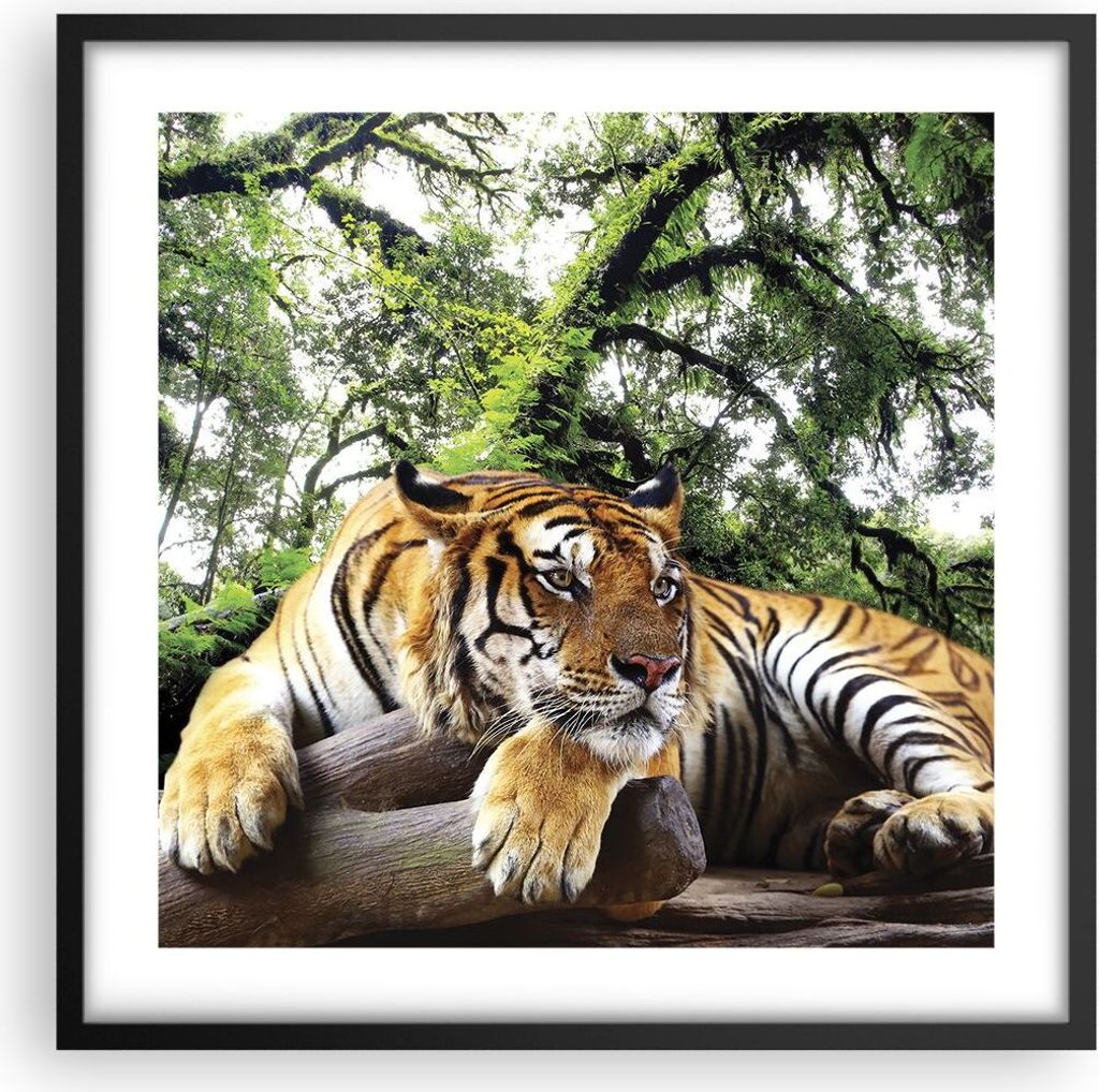Gerahmtes Poster - Schwarzer Rahmen - Tiger Dschungel Ruhe - 50x50 cm - Wand Bild - Wanddeko - Wandbilder - Kunstposter - Wandposter - Bilderrahmen...