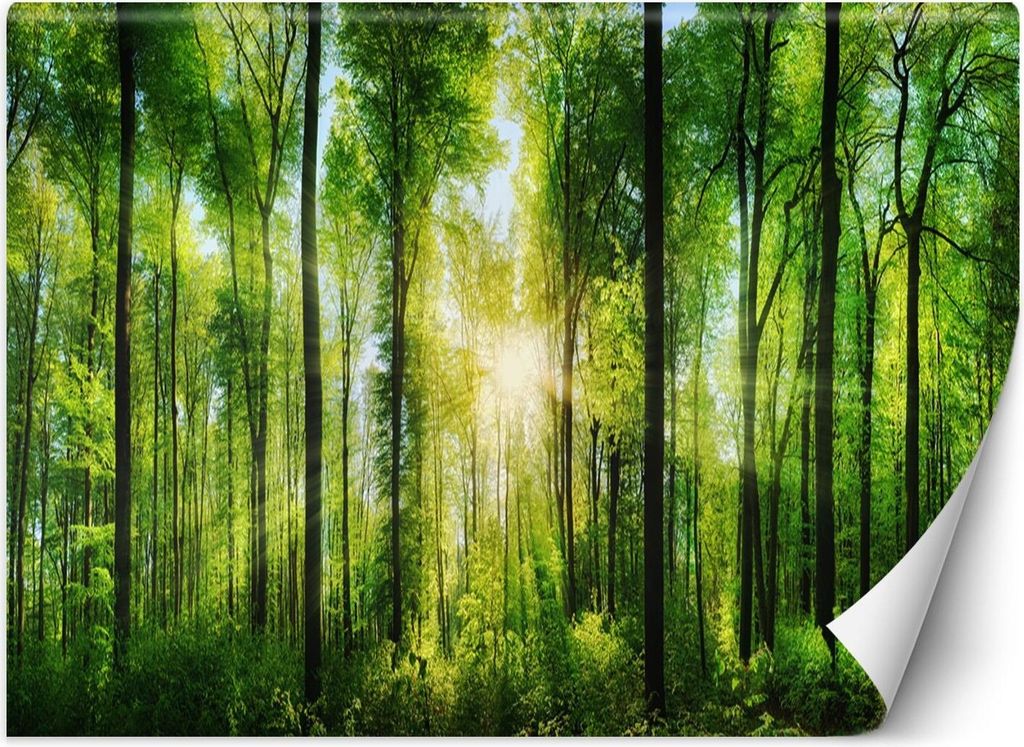 Vlies fototapete Sonnenschein Wald Natur 368x254 cm Feeby Produktbild 