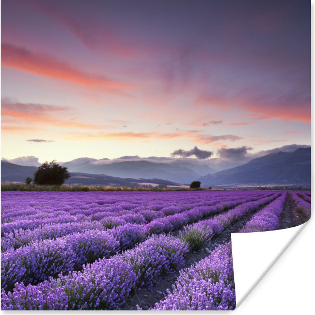 MuchoWow Poster Ein schönes Lavendelfeld bei Sonnenuntergang 50x50 cm - Wohnzimmerdekoration