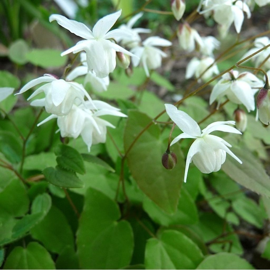 6 x Elfenblume - Epimedium youngianum 'Niveum' | Topf 9cm x 9cm