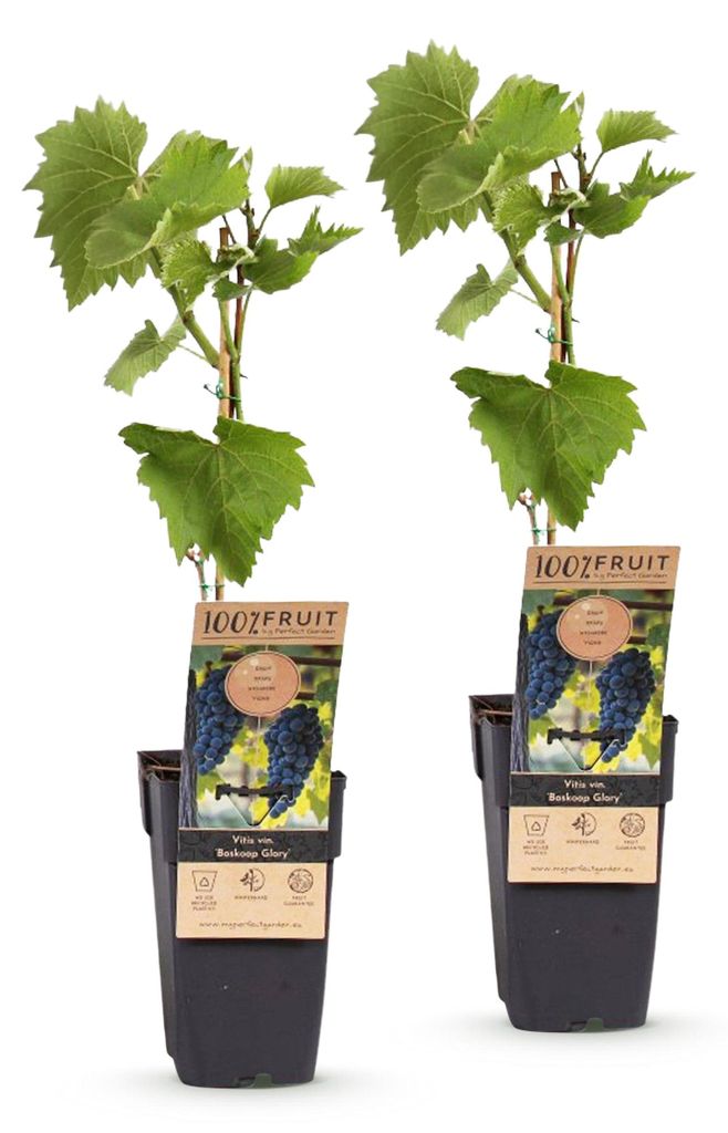 Green boutiQ - Obstpflanze - Vitis vinifera Boskoop Glory - Produktbild 