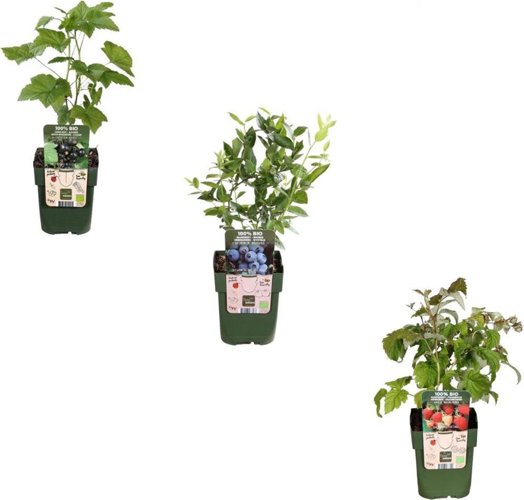 Obstpflanzen – 3 Pflanzen – Himbeere, Blaubeere, Brombeere – 13cm – 20-25cm – Gesund & Lecker – Für Garten, Balkon & Terrasse