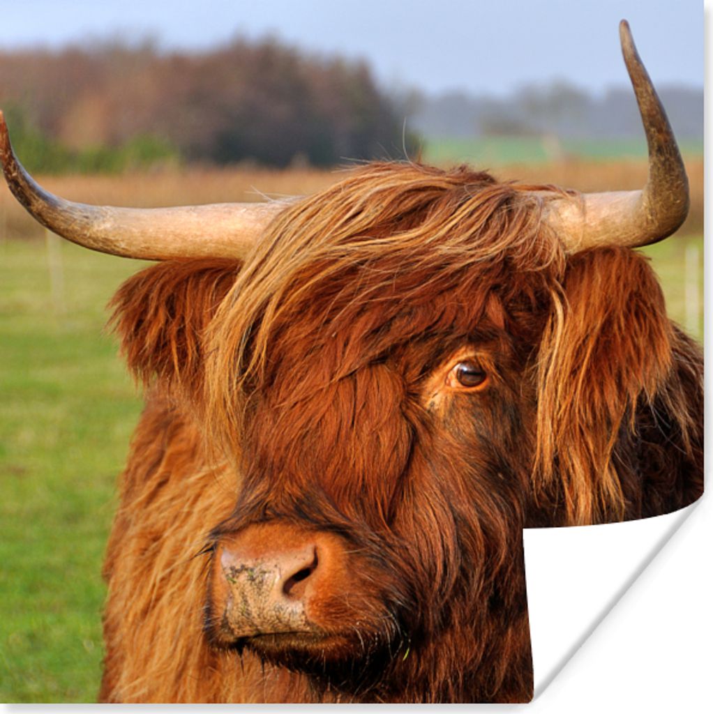 MuchoWow Poster Schottischer Highlander - Gras - Baum 30x30 cm - Wandposter - Printing