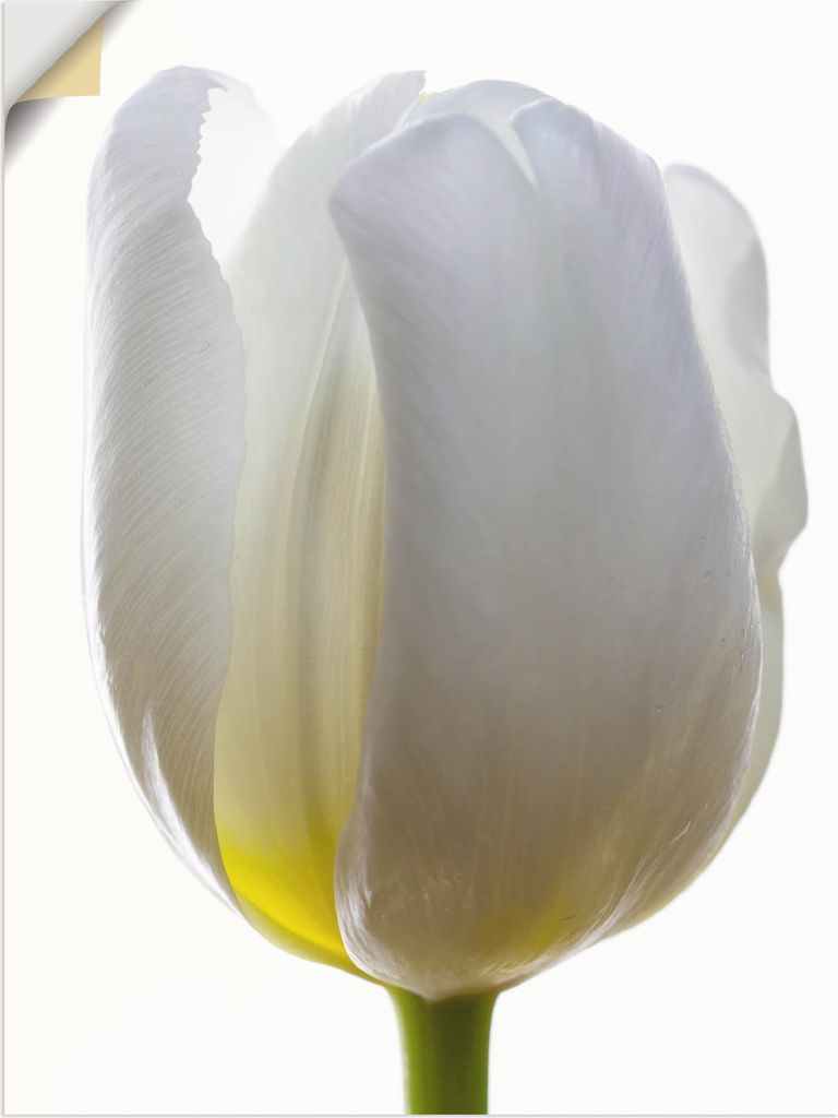 ARTland Wandbild, selbstklebend Weiße Tulpe Größe: 60x80 cm