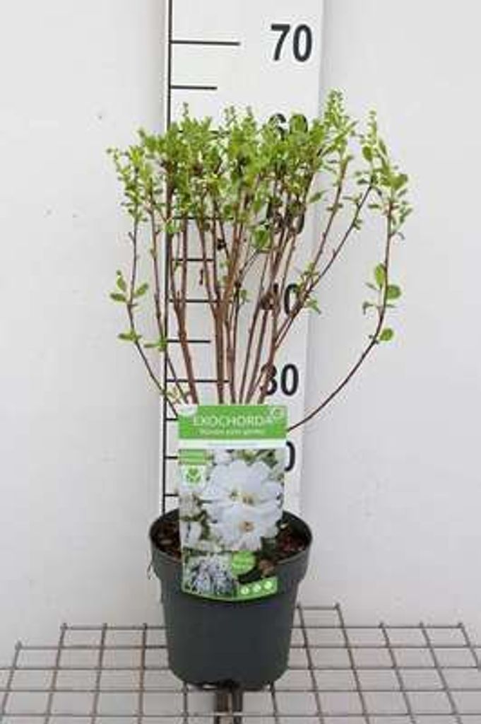 Exochorda rac. 'Magical Springtime' - Perlbusch 30- 40 cm Container