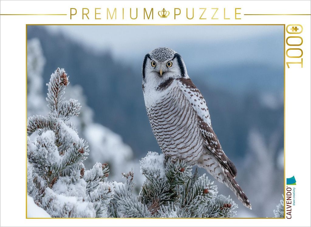 CALVENDO Puzzle Sperbereule im frostigen Nadelwald | 1000 Teile Lege-Größe 64x48cm Foto-Puzzle für glückliche Stunden