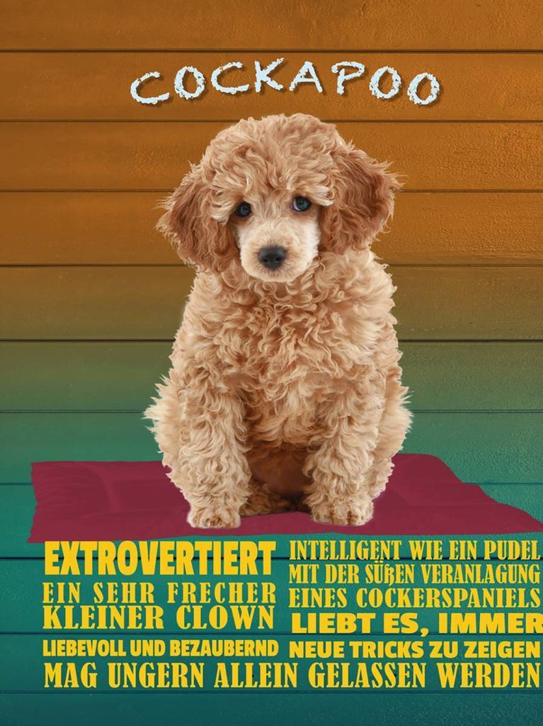 vianmo Holzschild 40x30 cm Cockapoo Hund kleiner Clown