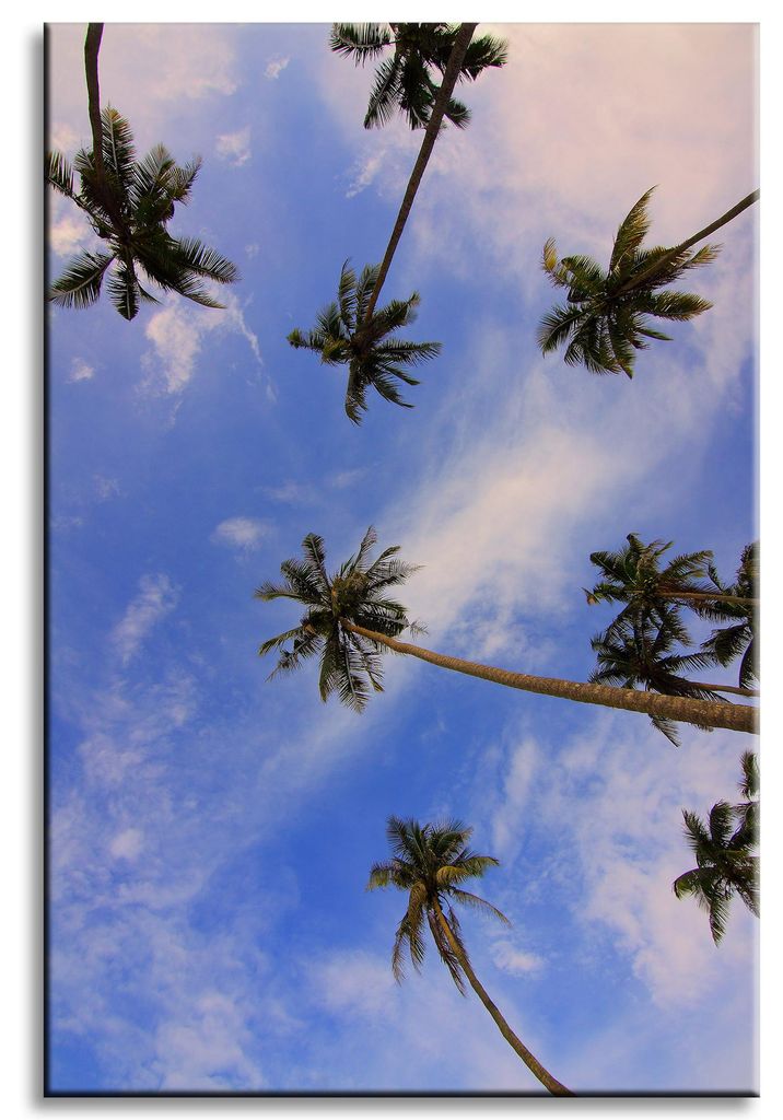 Leinwanddruck Natur Kokospalmen 40x60 cm