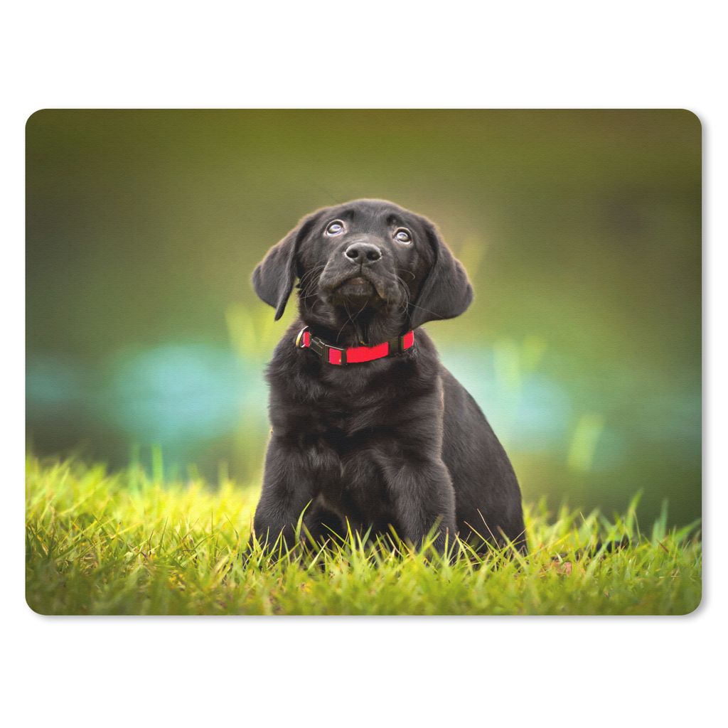 MuchoWow Mauspad Mousepad Ein schwarzer Labrador Retriever schaut auf 40x30 cm - Mousepads - Maus Mat - Pad - Mausunterlage - Anti Rutsch