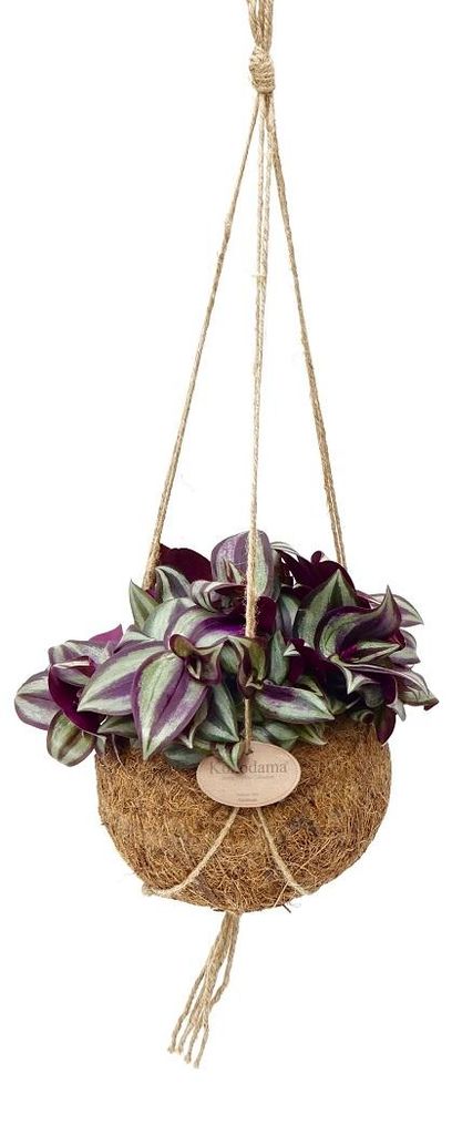 Kokodama – Tradescantia zebrina v závěsném květináči Obrázek produktu 