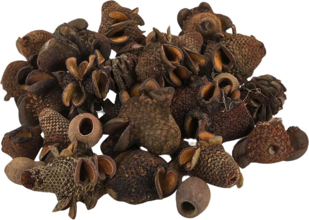 Banksia Zapfen und Eukalyptus Früchte im Mix, verpackt im Beutel mit 1kg