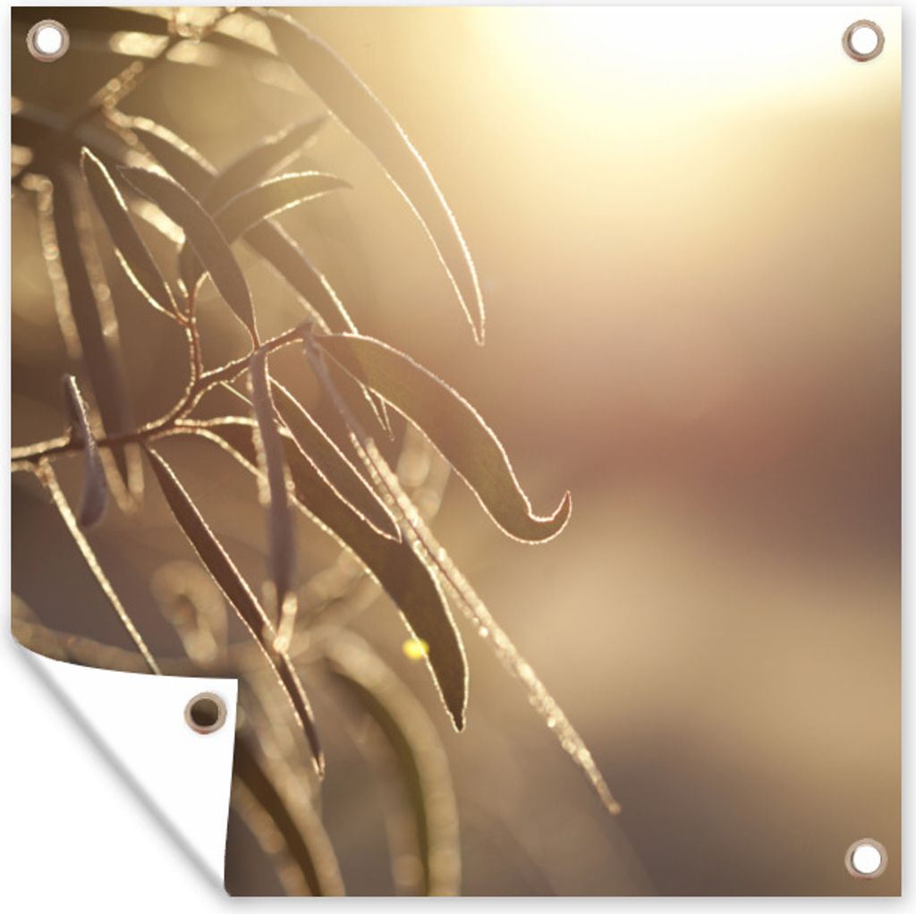 MuchoWow 100x100 cm Outdoor-Poster Gartendeko Sichtschutz Garten Poster für den Garten Eukalyptusblätter in der Morgendämmerung