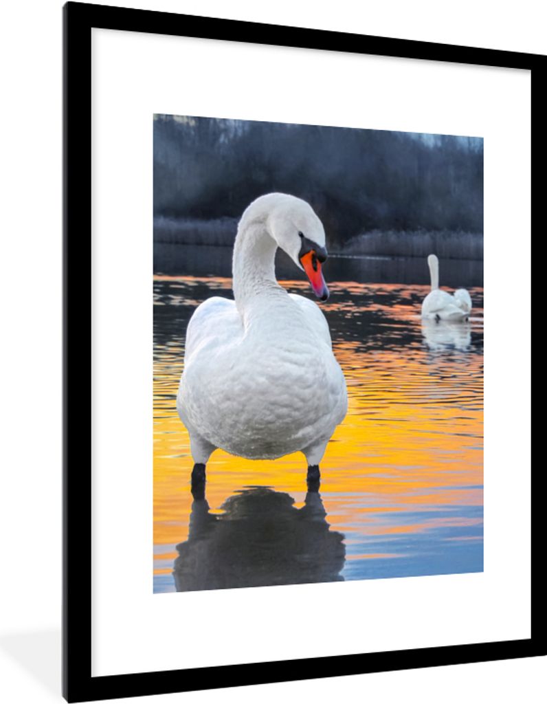 MuchoWow Gerahmtes Poster Schwan - Vogel - Sonnenuntergang - Wasser 60x80 cm - Poster mit Schwarzem Bilderrahmen Wandposter Rahmen Foto Bilder - ...