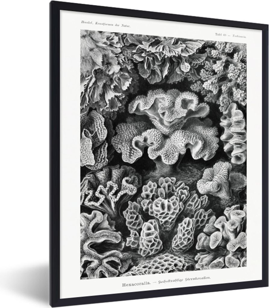 MuchoWow Gerahmtes Poster Kunst - Koralle - Ernst Haeckel - Alte Meister - Natur 60x80 cm - Poster mit Schwarzem Bilderrahmen Wandposter Rahmen F...