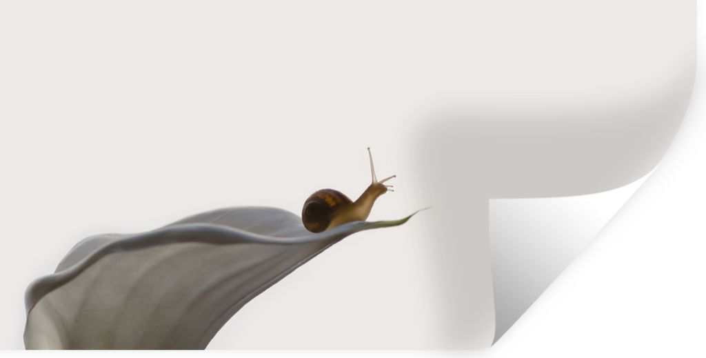 MuchoWow Wandtattoo Wandsticker Wandaufkleber Schnecke - Lilie - Grau 160x80 cm Selbstklebend und Repositionierbar - Sticker - Dekorfolie