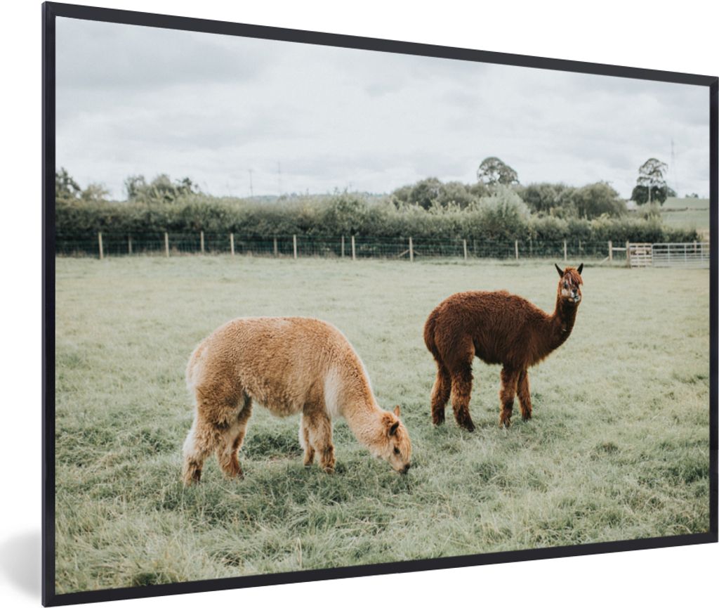 MuchoWow MuchoWow Gerahmtes Poster Alpakas - Tiere - Gras 30x20 cm - Poster mit zchwarzem Bilderrahmen - Kunstdruck - Bild-Poster