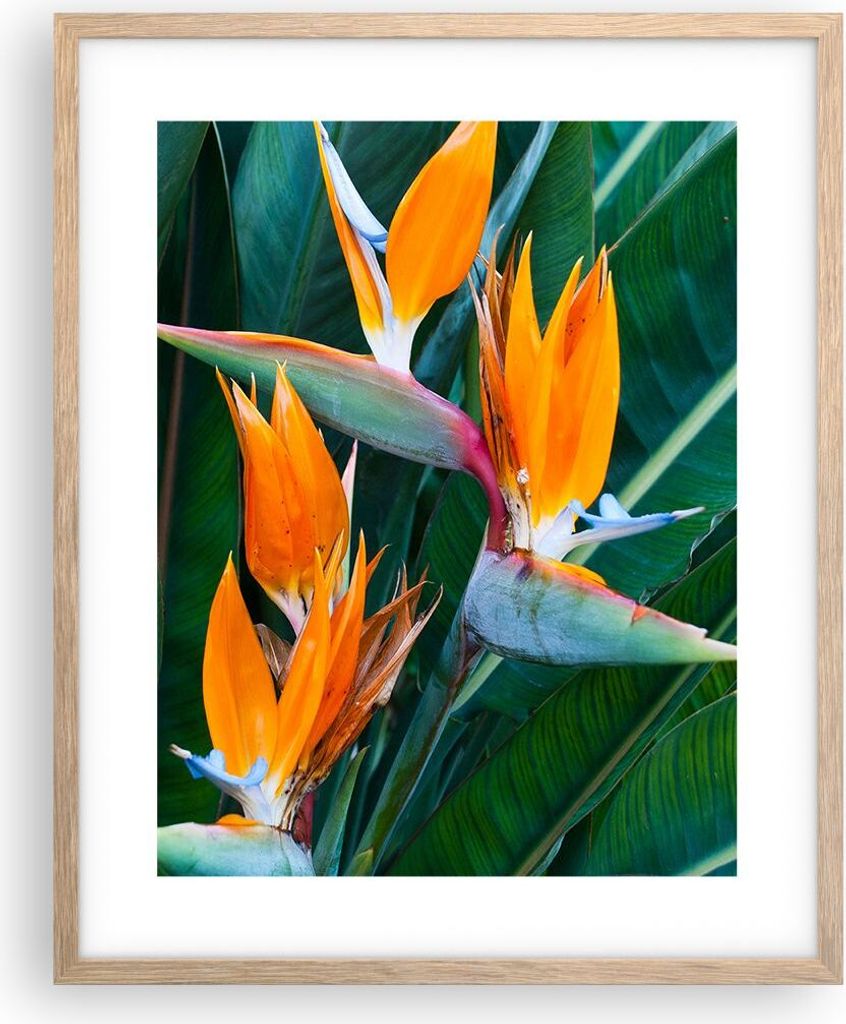 Gerahmtes Poster - Rahmen in heller Eiche - Himmlisch Vogel Blume - 40x50 cm - Wand Bild - Wanddeko - Wandbilder - Kunstposter - Wandposter - Bilde...