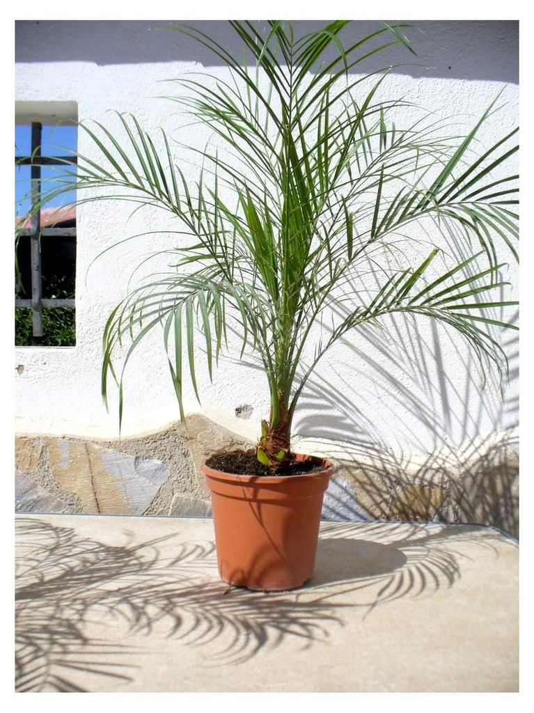 Zwerg-Dattelpalme, Phoenix roebelenii, Pflanze/Palme ca. 65-75 cm hoch