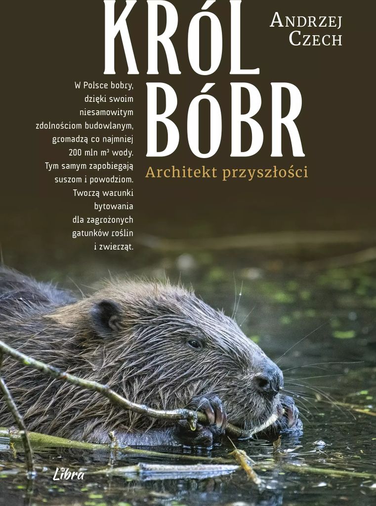 Król Bóbr