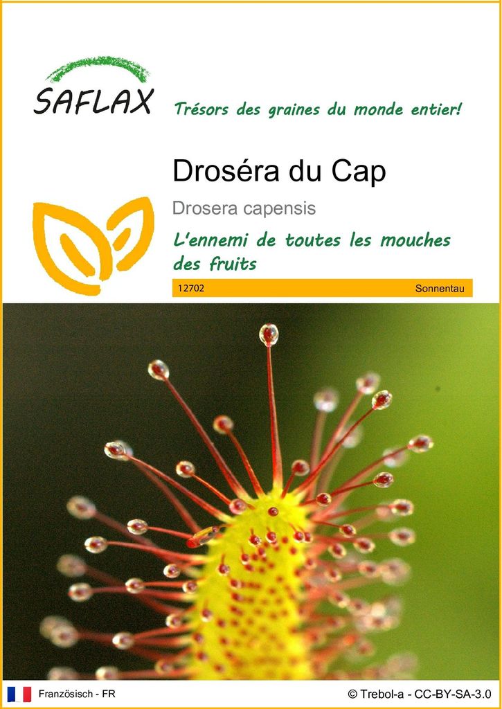 SAFLAX  - Droséra du Cap - 200 graines - Drosera Image du produit 