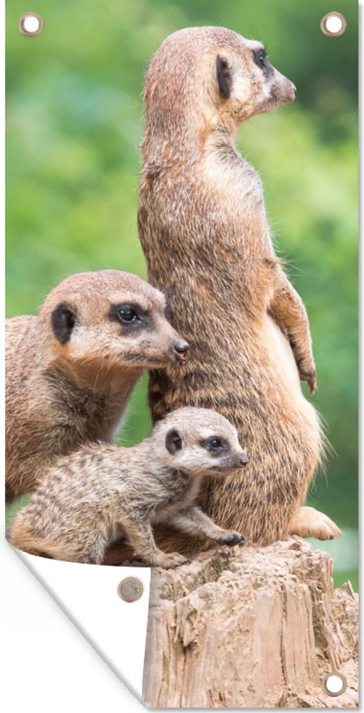 MuchoWow 80x160 cm Outdoor-Poster Gartendeko Sichtschutz Garten Poster für den Garten Erdmännchen - Baumstumpf - Jungtier