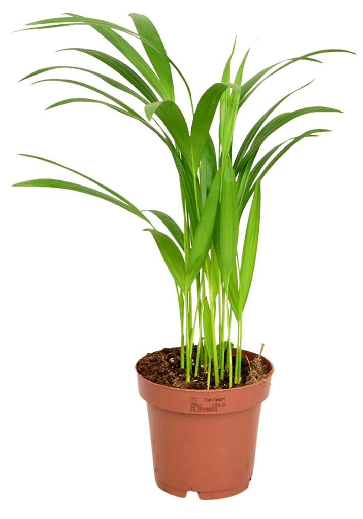 Zynesflora Areca Dypsis Lutescens Palme im 12 cm Pflanzentopf - Höhe: 40 cm - Goldpalme Goldfruchtpalme Zimmerpalme Zimmerpflanze