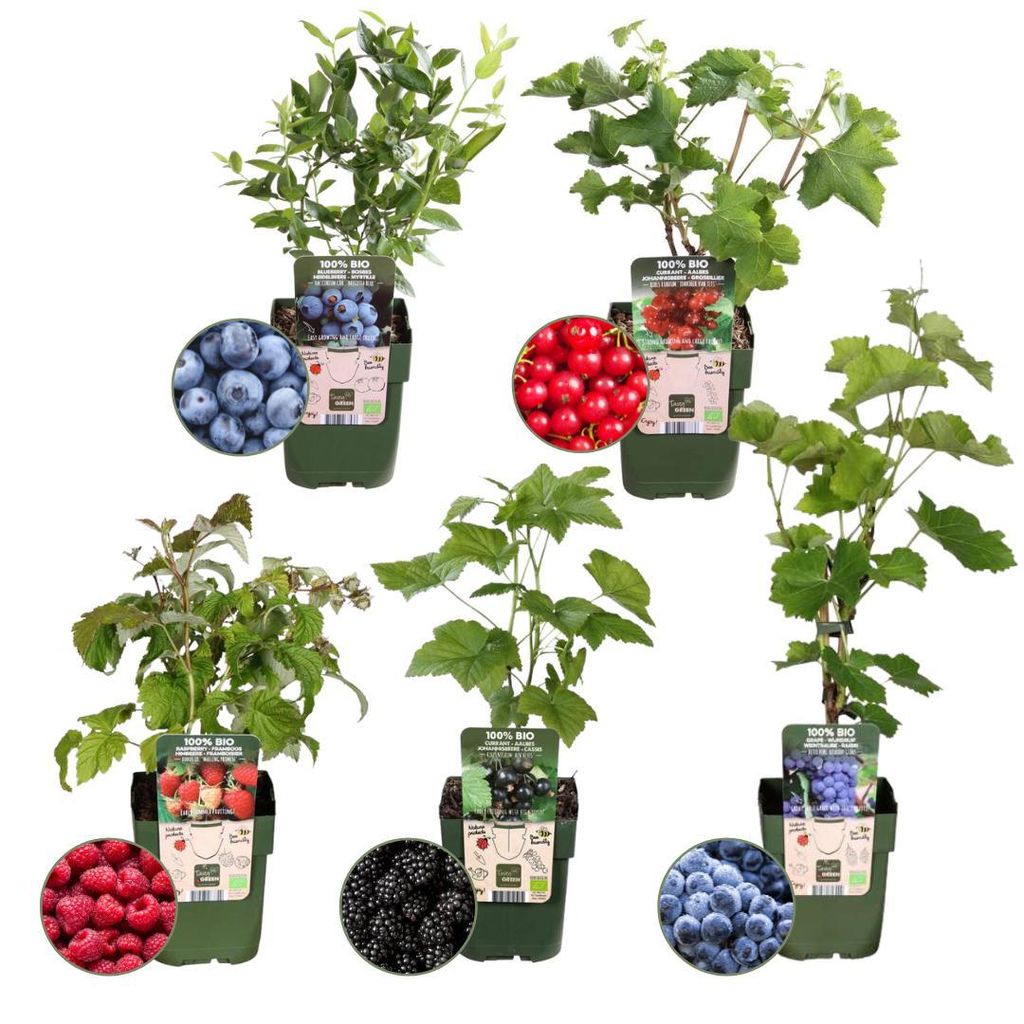 Plants by Frank | Früchte Oase  Obstpflanzen Mix | Produktbild 