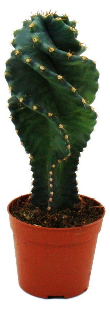 Cereus jamacaru "Spiralis" - Spiralkaktus im Mini-Format - Produktbild 