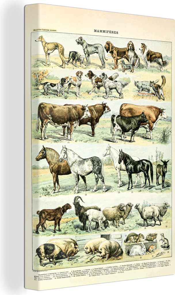 OneMillionCanvasses - Leinwandbilder - 90x140 cm, Tiere - Pferde - Illustration - Vintage - Adolphe Millot, Wandbilder Kunstdruck Wanddekoration ...