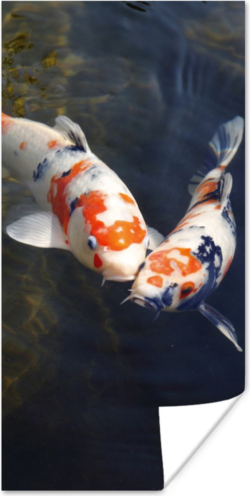 MuchoWow Poster Zwei Koi-Karpfen im Wasser 80x160 cm - Kinderzimmer