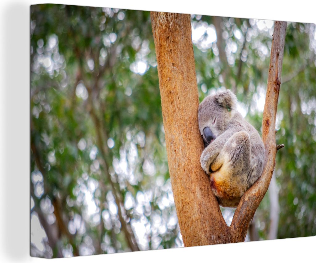 OneMillionCanvasses - Leinwandbilder - 150x100 cm, Schlafender Koala in einem Baum in Australien, Wandbilder Kunstdruck Wanddekoration