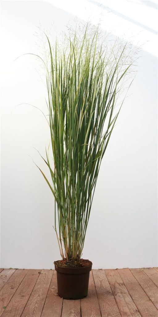 Panicum virgatum 'Strictum', Rutenhirse, aufrecht, 3-5 Liter Container