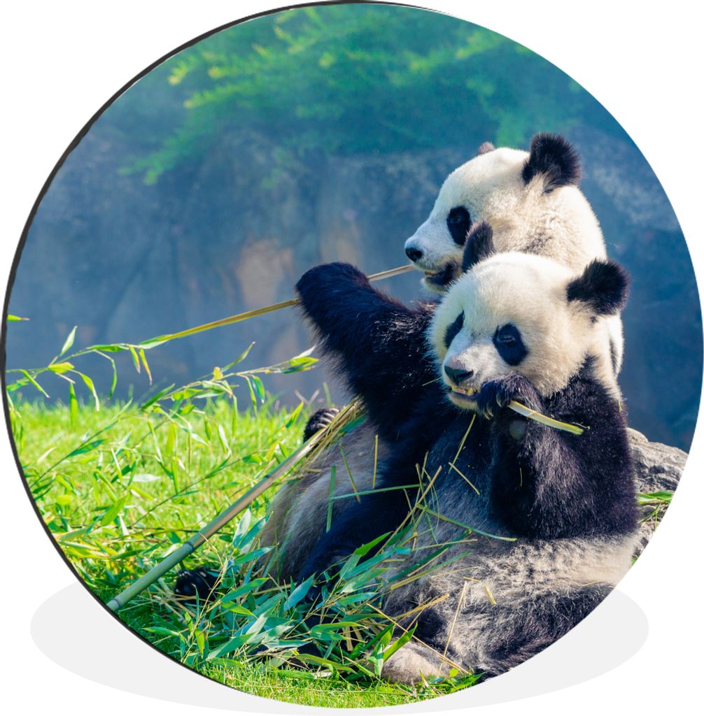 MuchoWow Aluminium Wandkreis Panda - Bambus - Gras - Tiere Ø 30 cm Wanddeko Modern Wohnzimmer - Wand Bild - Wohnzimmer - Runde Bilder - Alubilde...