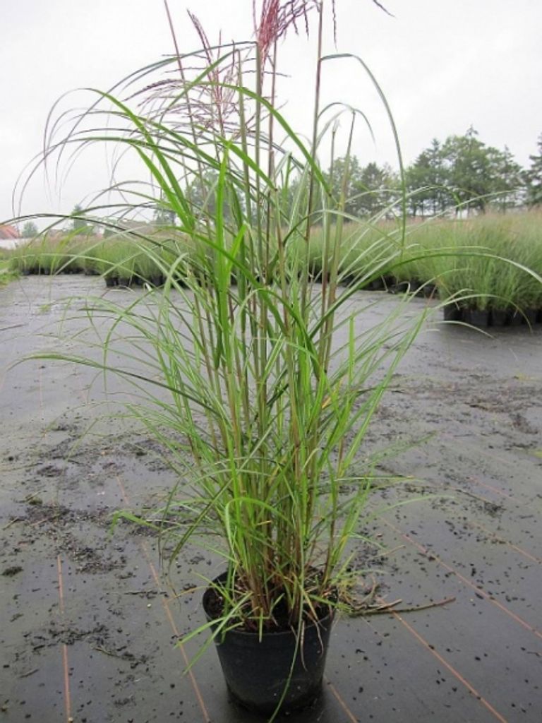 Miscanthus sinensis Ferner Osten - Garten-Chinaschilf Ferner Osten