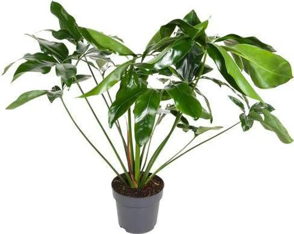 Philodendron Green Wonder - Idéal pour décorer salon et bureau 100cm