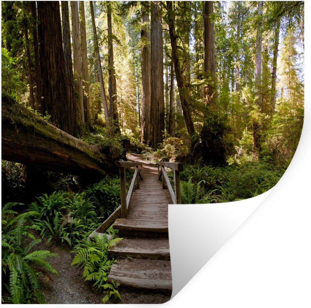 MuchoWow Wandtattoo Wandsticker Wandaufkleber Dschungel - Natur - Treppe - Bäume 50x50 cm Selbstklebend und Repositionierbar - Selbstklebend - F...