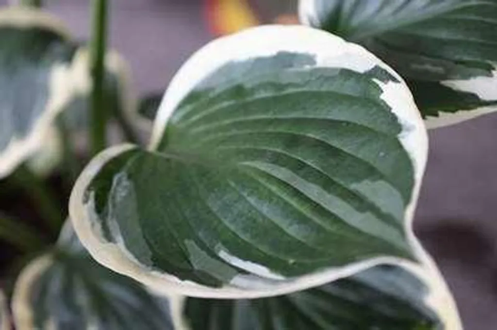 6 Hostas hybrides Minute Man en pot 9x9cm - Hosta bicolore de qualité