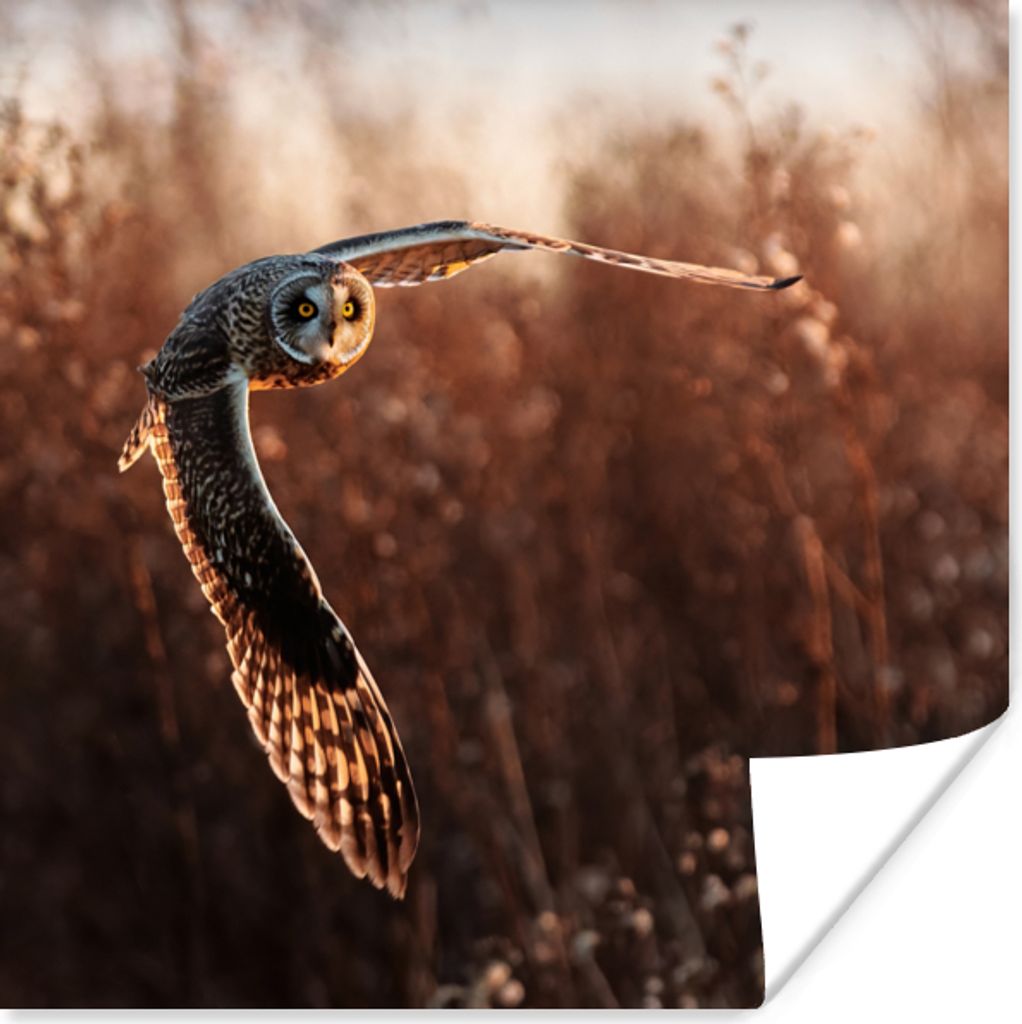 MuchoWow Poster Vogel - Eule - Sonnenuntergang - Natur 30x30 cm - Wandposter - Printing
