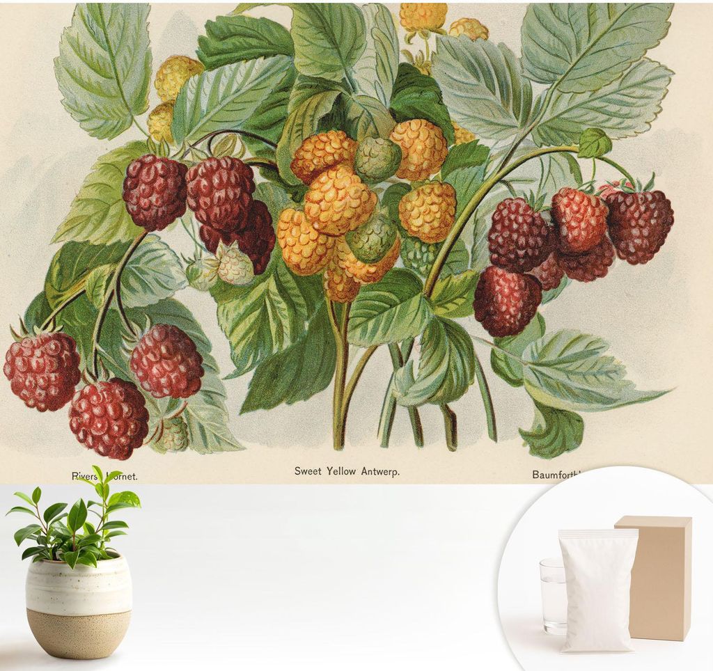 Fototapete - 104x70 cm - Tapete - Wandtapete - Wandbilder - Dekofolie - Tapete Folie - Wand - Dekoration - Wohnzimmer - Klassische Himbeeren