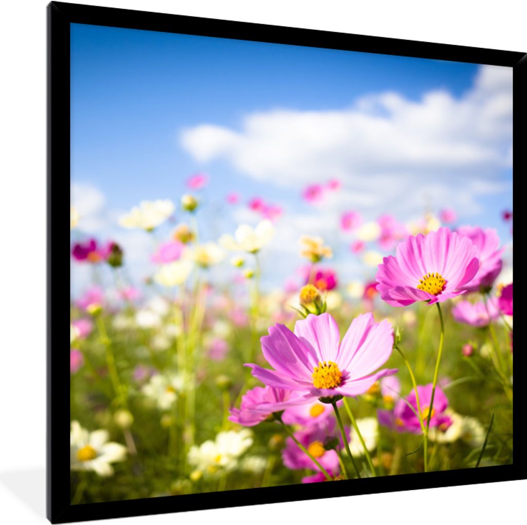 MuchoWow Gerahmtes Poster Blumen - Wiese - Lila - Gras - Weiß - Wolken - Blau 40x40 cm - Poster mit Schwarzem Bilderrahmen Wandposter Rahmen Fot...