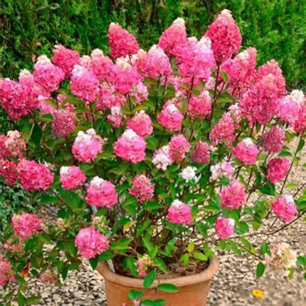 2 x  Hydrangea pan.  - Hydrangea paniculata 'Framboisine'®  Image du produit 