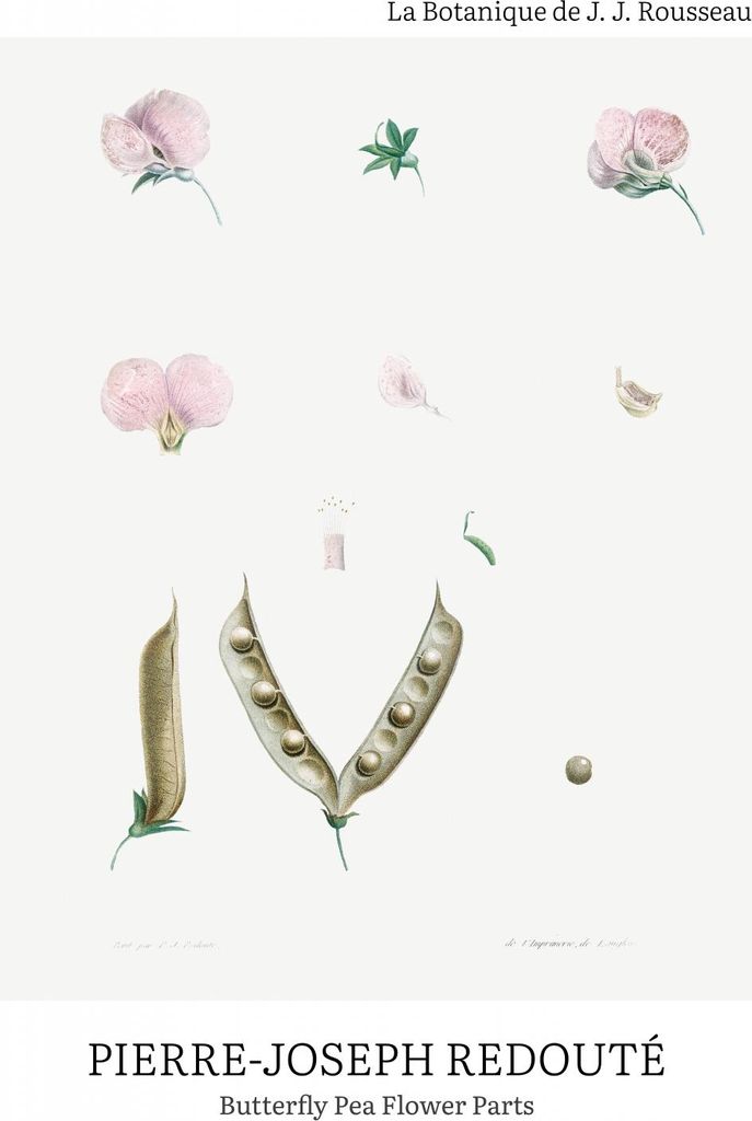 Plakat 70x100cm Schmetterlingserbse, Redoute Vintage für das Wohnzimmer