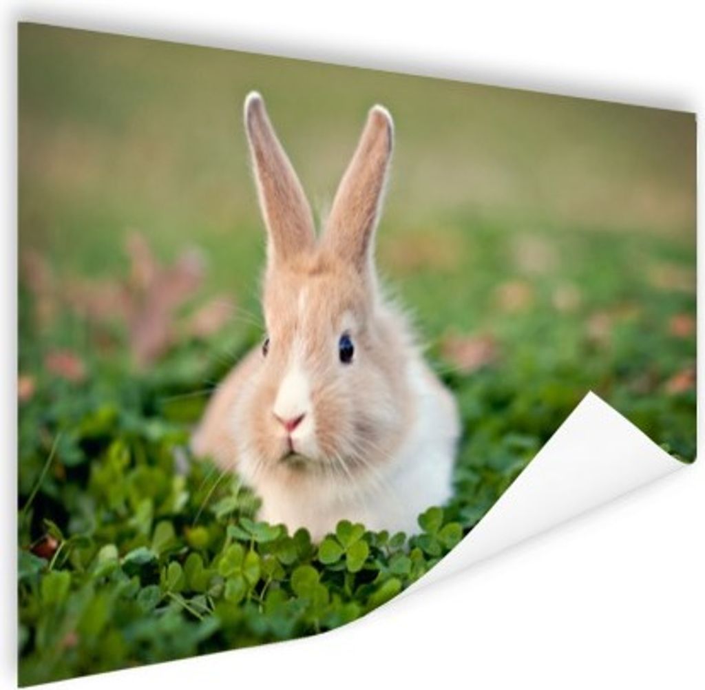 MuchoWow Poster Kaninchen - Tier - Klee 40x30 cm - Plakate für die Wände - Poster Wohnzimmer