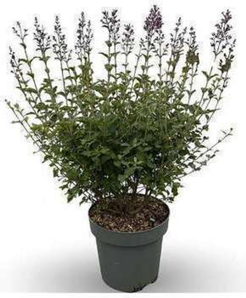 Syringa bloomerang 'Dark Purple' - Flieder 60- 80 cm - Container