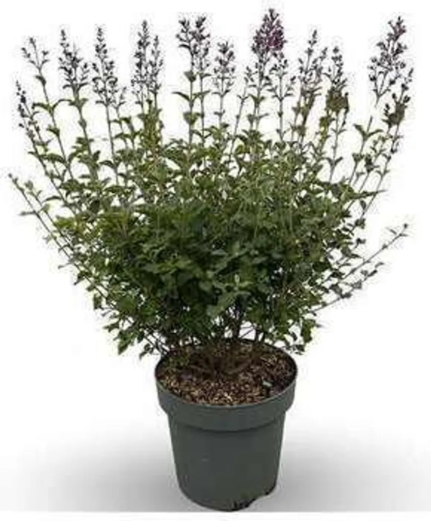 Syringa bloomerang 'Dark Purple' Lilas remontant 60-80 cm en conteneur